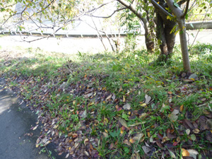 清掃活動