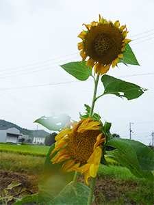ひまわり