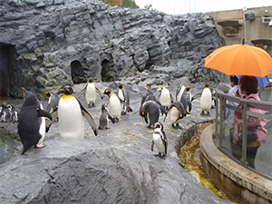 旭山動物園