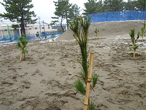 松の木の植樹