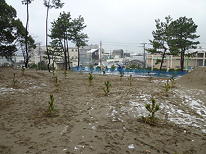 松の木の植樹