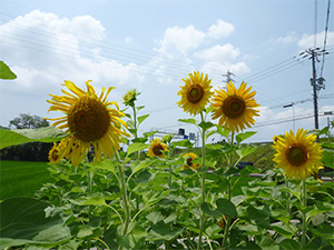 ひまわり