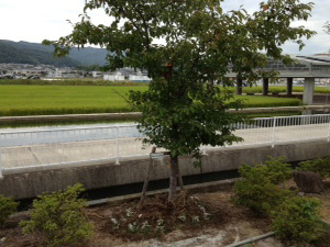 植栽