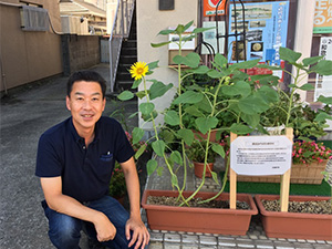 ひまわりの花