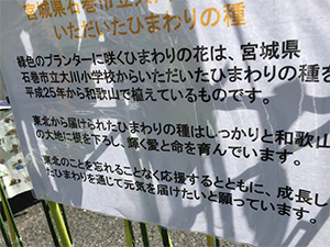 大川小学校のひまわり