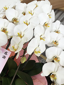 蘭の花