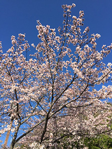 桜の季節