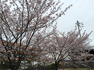 花見