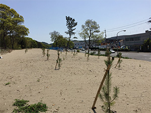 水軒の浜の松林