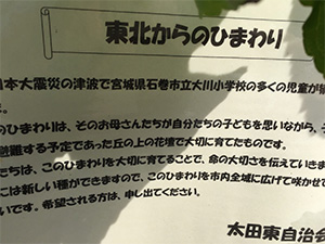 大川小学校のひまわり