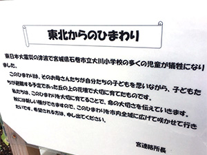 大川小学校のひまわり