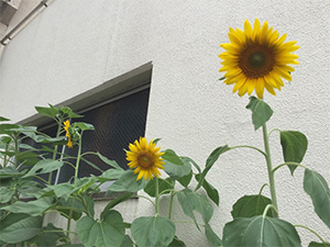 大川小学校ひまわり