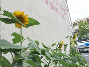 大川小学校ひまわり
