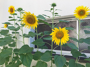 大川小学校のひまわり