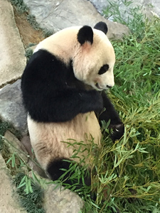 白浜町パンダ