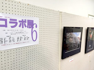 コラボ展