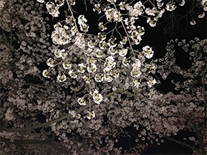和歌山城の桜