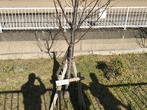 直川用地清掃