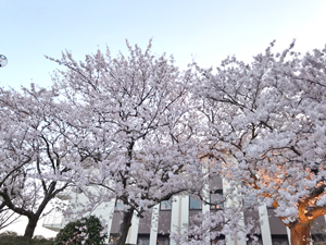 休暇村紀州加太の桜