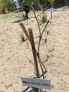 アースデー 水軒浜へ松の木植樹