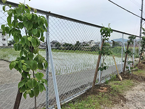 くじら共同作業所での植樹