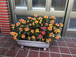 実家の花