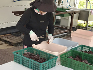 伏菟野きくらげ