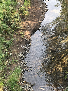 北海道中川町パンケナイ川 鮭の遡上