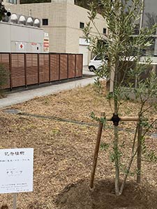 オリーブの植樹