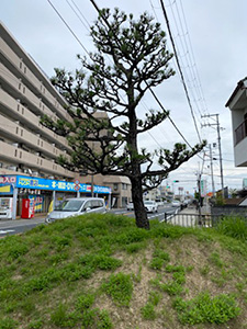 大和街道ウオーク