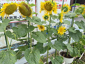 大川小学校のひまわり