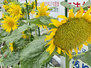 大川小学校のひまわり