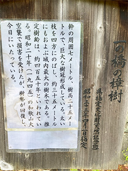 和歌山城内 和歌山県指定文化財 天然記念物 大楠