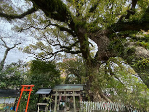 大楠参拝