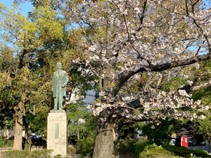 桜