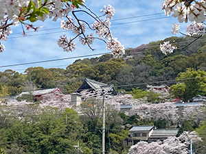木曜会 紀三井寺の桜