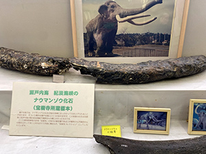 宝樹寺 ナウマンゾウの化石