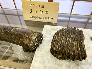 宝樹寺 ナウマンゾウの化石