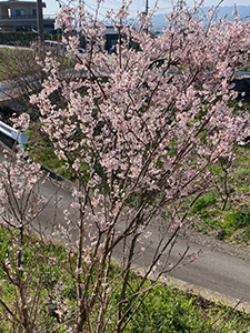 紀の川