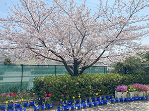 和歌山市立宮小学校 桜