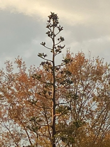 リュウゼツラン