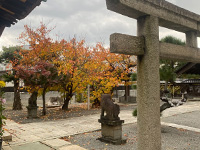 �g�t�̌��i